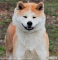 /album/fotogaleria/akita-jpg/