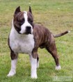 /album/fotogaleria/amstaff-jpg/
