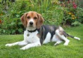 /album/fotogaleria/beagle-jpg/