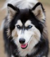 /album/fotogaleria/husky-jpg/