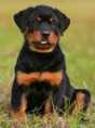 /album/fotogaleria/rottwailer-jpg/