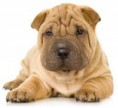 /album/fotogaleria/shar-pei-jpg/
